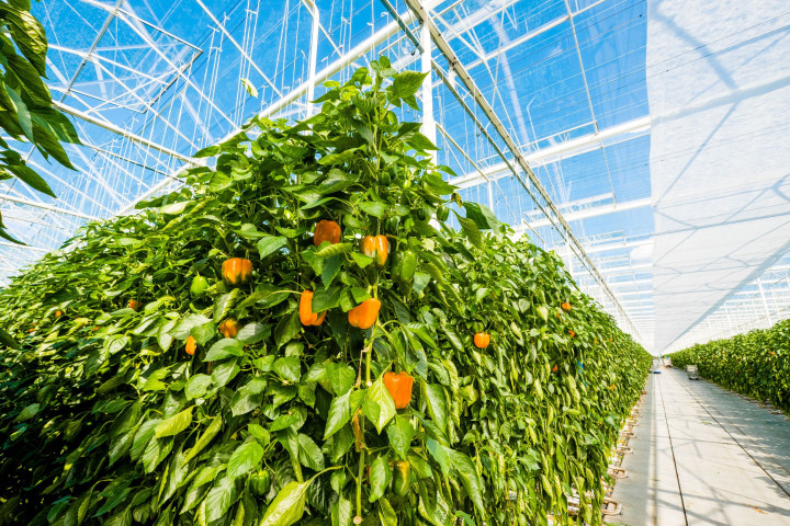 Harvest House Gele paprika in kas